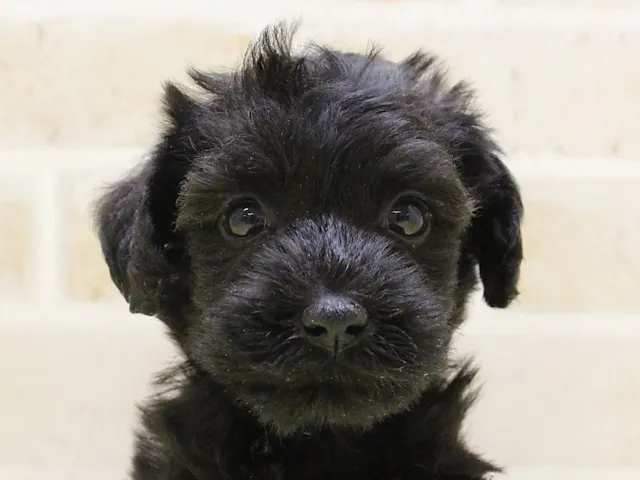 神奈川県のハーフ犬・ミックス犬 (ペッツワン相模原愛川インター店/2025年2月19日生まれ/女の子/ブラック)の子犬